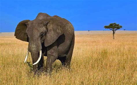 African Elephants Hd Wallpapers Free Hd Wallpapers