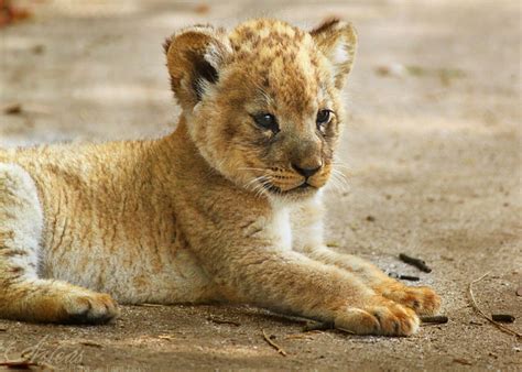 Baby Lion Baby Lion Pictures Wild Animals Photos Animals And Pets