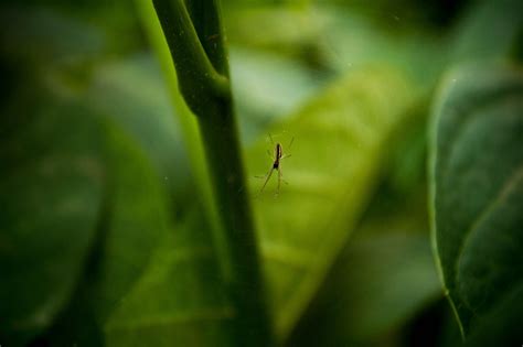 Wallpaper 1600x1064 Px Closeup Insects Macro Nature Spiders