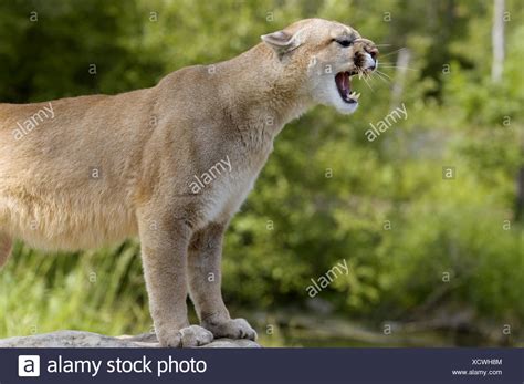 Snarling Cougar High Resolution Stock Photography And Images Alamy