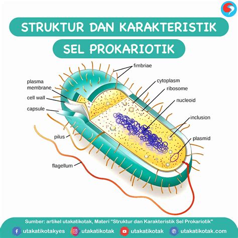 Struktur Dan Karakteristik Sel Prokariotik