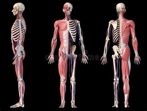 The framework of bones called the skeleton supports the soft parts and protects the organs from injury. Human Anatomy Full Body Muscles Stock Illustration ...