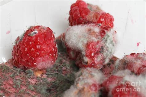 Moldy Raspberries Photograph By Photo Researchers