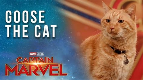 Kenalkan Ini Goose Kucing Captain Marvel Yang Sukses Curi Perhatian