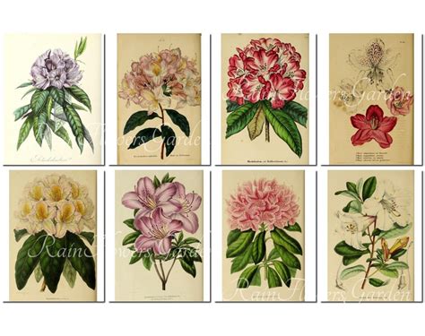 Rhododendrons Set 6 Vintage 40 Printable 85x11 Inch Etsy