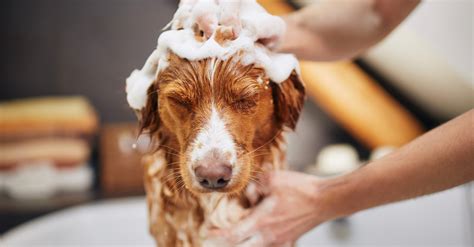 Dog Grooming Tips To Keep Your Pet Looking And Feeling Their Best