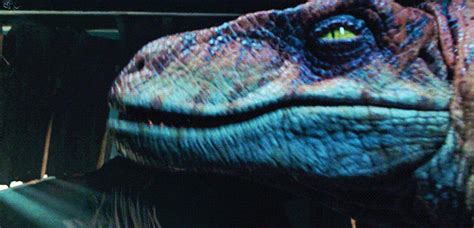 The Reason Why The Velociraptors Look Different Between Films Jurassic Park Amino