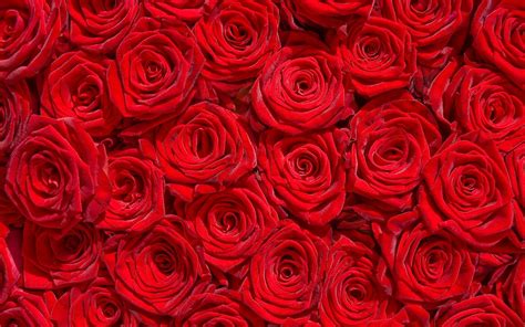 Rose Wallpaper Full Hd Beautiful Red Rose 4k Wallpapers Hd