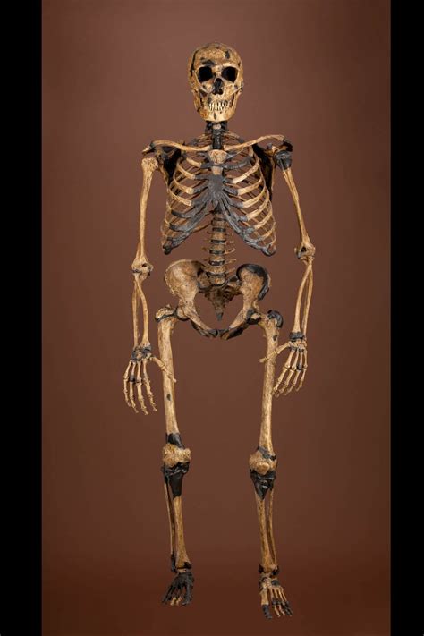 William will skelton (born 3 may 1992) is an australian rugby union footballer, who plays as a lock for la rochelle in the french top 14 competition. Bodies | The Smithsonian Institution's Human Origins Program