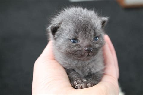 Most kitten's eyes will actually change color as he/she ages. Lost Newborn Kitten Stunned His Rescuers When He Began To ...