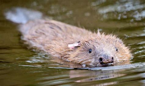 Scottish Legal Battle Begins Over Licences To Shoot Beavers Scotland