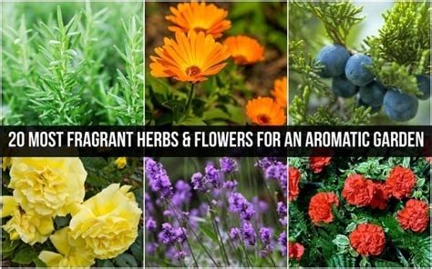 20 Most Fragrant Herbs And Flowers For An Aromatic Garden