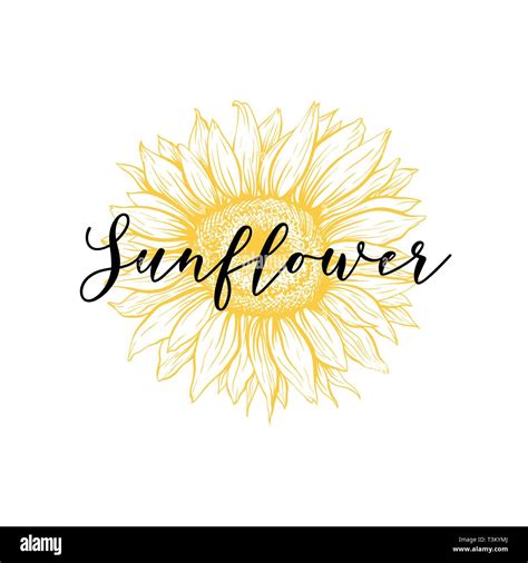 Yellow Sunflower Hand Drawn Vector Illustration For Logotype Floral