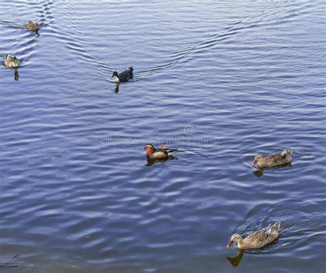 Waterfowl In The Zoo Birds On Water Stock Photo Image Of White