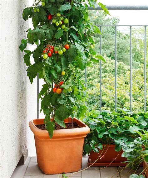 Watering Tomato Plants The Right Way Is The Key To Success Gardeningetc