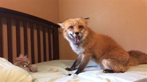 Males are referred to as tods or reynards, and female foxes are called vixens. Fox Eats Mouse - YouTube