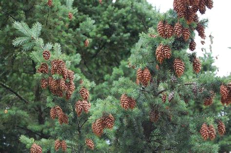 13 Most Common North American Pine Species