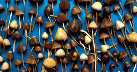 Magic Mushrooms May Permanently Alter Personality