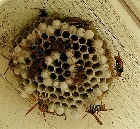 tips  deal  wasp nest dealing  wasps   nests