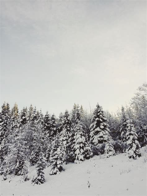 Fotos Gratis árbol Bosque Rama Montaña Nieve Invierno Planta