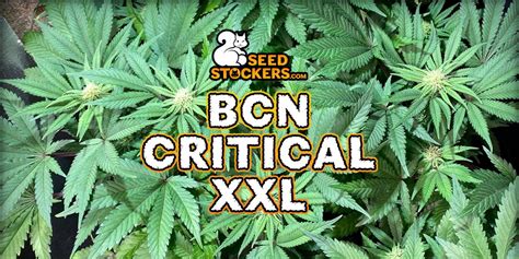 Seedstockers Best Seller Cannabis Strains 2021 Weedstockers