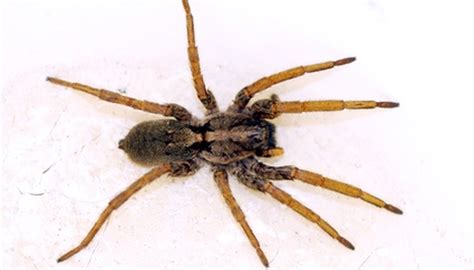 How To Identify Brown Spiders Sciencing
