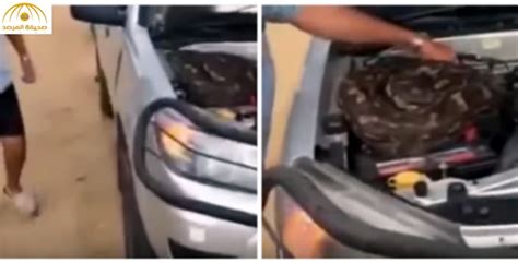 بالفيديو رجل يعثر على ثعبان ضخم داخل محرك سيارته صحيفة المرصد