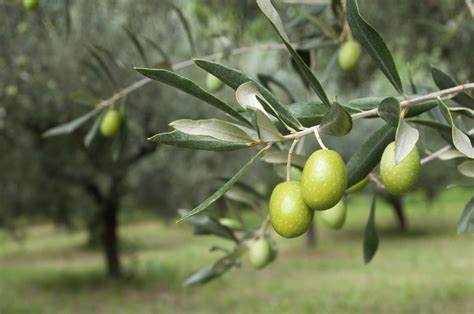 What Youll Need To Grow An Olive Tree Natures Naturals
