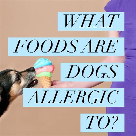 All About Food Allergy In Dogs Dog Allergies Cat Allergies Dog Cat