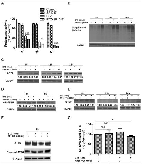 Inhibition Of Proteasome Activity By Combined Treatment With Btz And
