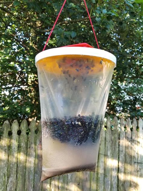 Top 25 Best Fly Traps How To Get Rid Of Flies