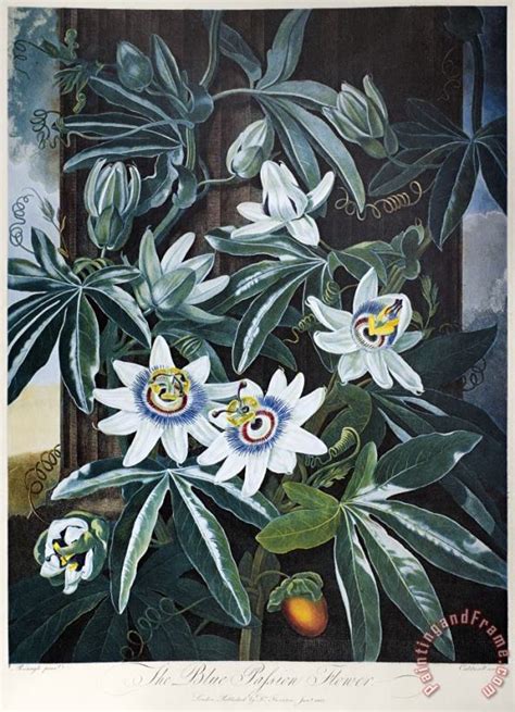 Others Thornton Passion Flower Painting Thornton Passion Flower Print For Sale