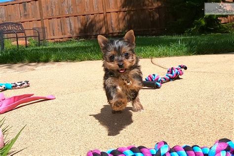 No akc we deliver only san diego area. Bella: Yorkshire Terrier - Yorkie puppy for sale near San ...