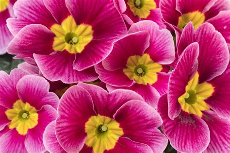 Petals With Function The Story Behind Primrose Symbolism My Blog