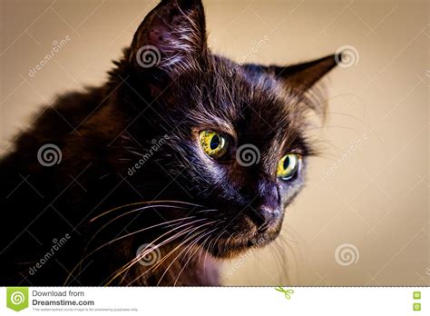 Portrait Of Long Haired Cat Stock Photo Cartoondealer