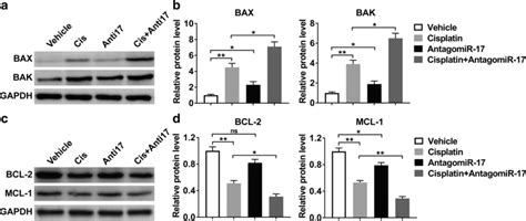 Inhibition Of Mir 17 Promotes Apoptosis Through Modulating The