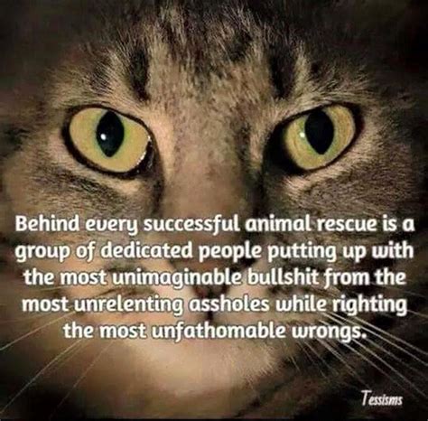 Pin By Ann Langlois On This And That Rescue Quotes Animal Rescue