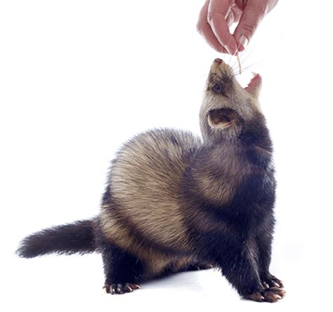The ferrets available at petsmart or petco are priced around $100 and $130, but some ferrets may also cost more than that (about $199). How Much Do Ferrets Cost - Get Updated Info On Ferret Prices