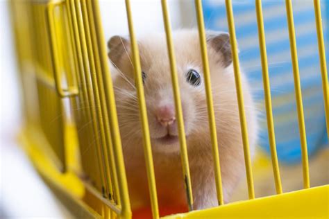 Do Hamsters Get Lonely A Data Backed Answer Hamsteropedia