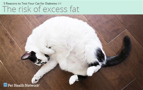 5 Reasons To Test Your Cat For Diabetes