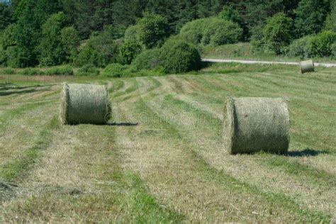 Green Hay Bale Rolls In A Mown Meadow Stock Image Image Of