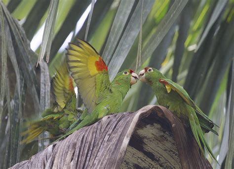 Crimson Fronted Parakeet Psittacara Finschi Aka As Finsc Flickr