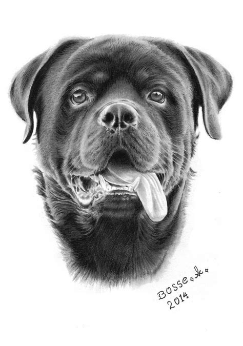 Pin By Dog Portraits On Mastiff Dogs Art Rottweiler Tattoo