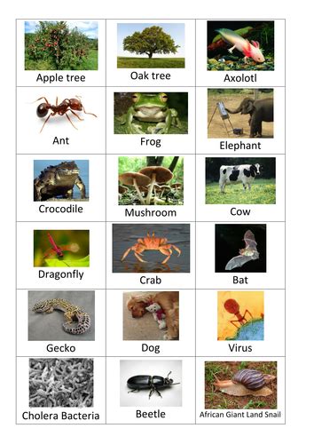 Classification Of Living Things Card Sort Activity Teaching Resources