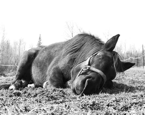 De 12h15 à 13h30 maxi et de 19h15 à 21h maxi fermeture hebdo: Cheval endormi - photo noir et blanc - Photos de chevaux ...