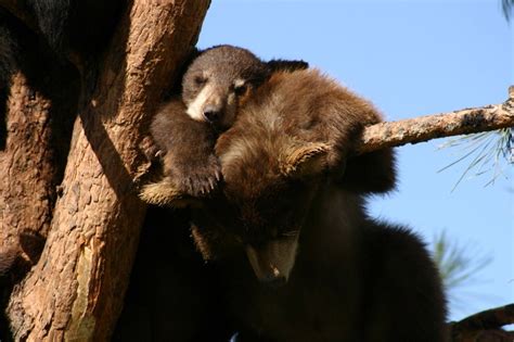 Very Cute Sleeping Bear Cubs At Bear Country Usa Bear Cubs Sleeping