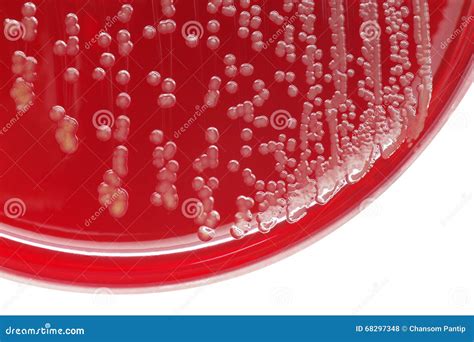 Staphylococcus Aureus Bacterial Colonies On Blood Agar Plate Stock