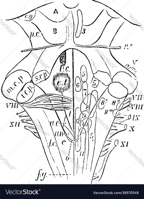 Fourth Ventricle With The Medulla Oblongata Vector Image