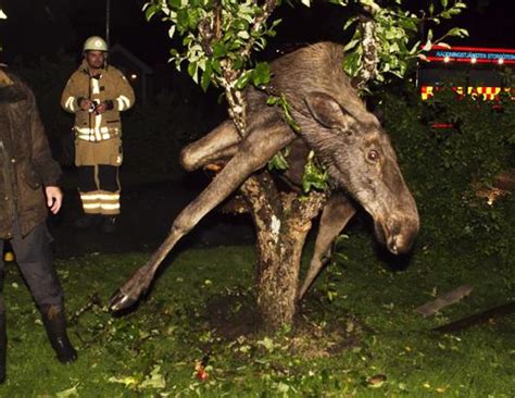 The Laughing Pet: Drunken moose caught in tree