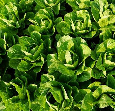 Lettuce Cos Little Gem Approx 8 Per Strip Farmyard Nurseries